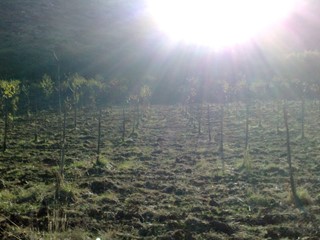 Terreno agricolo in Vendita a Sessa Aurunca, zona SAN SEBASTIANO , 100'000€