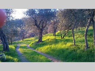 Rustico in Affitto a Uzzano, zona STIGNANO, 1'000€, 50 m², arredato