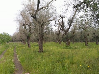 Terreno agricolo in Vendita a Scorrano, zona Bogni, 3'600€, 3100 m²