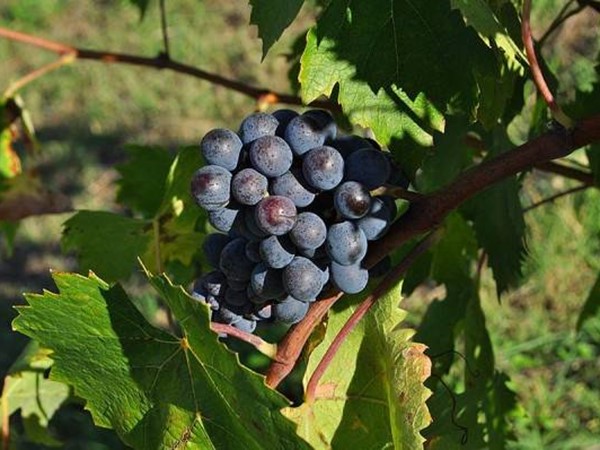 Attività commerciale in Vendita a Castelnuovo Berardenga, 1'700'000€, 545 m²