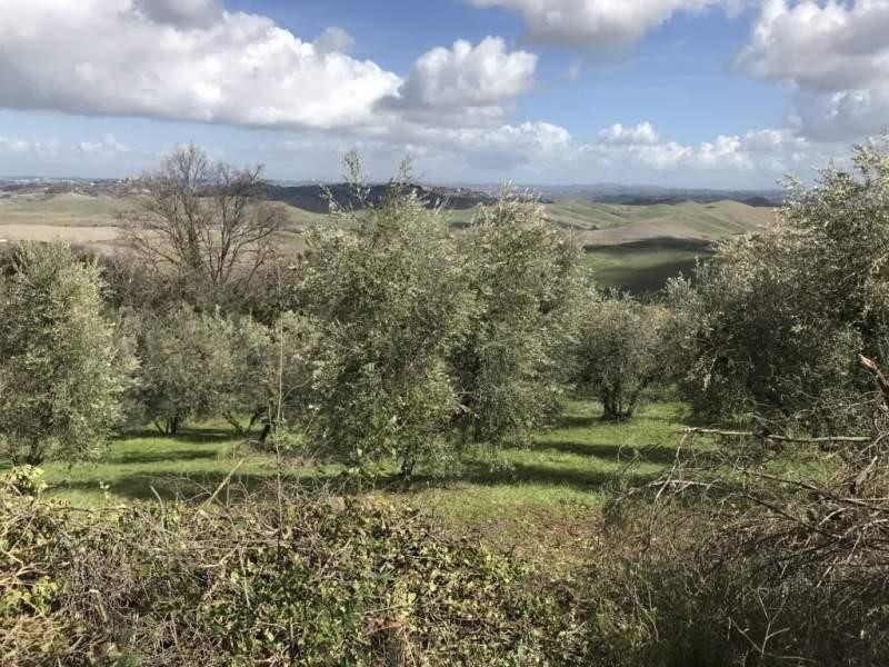 Terreno agricolo in Vendita a Chianni, zona Rivalto, 12'000€, 11000 m²
