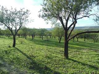 Terreno agricolo in Vendita a Rosolini, zona Cappelli