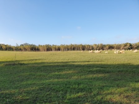 Terreno agricolo in Vendita a Sassari, zona Località Tottubella, 85'000€, 80000 m²