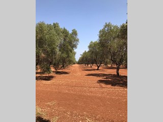 Villa in Vendita a Brindisi, zona serranova, 250'000€, 140 m², arredato