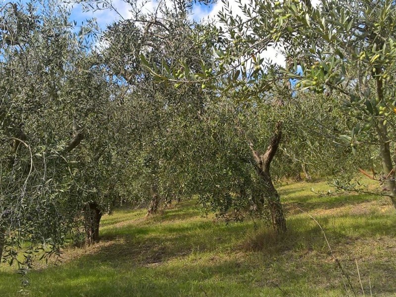 Terreno agricolo in Vendita a Lugnano in Teverina, 13'000€, 6000 m²