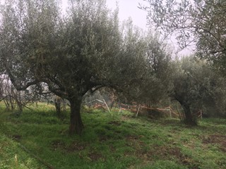 Terreno agricolo in Vendita a Sacrofano, 15'000€, 1150 m²