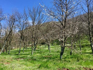 Terreno agricolo in Vendita a Castel San Giorgio, 69'000€, 6900 m²