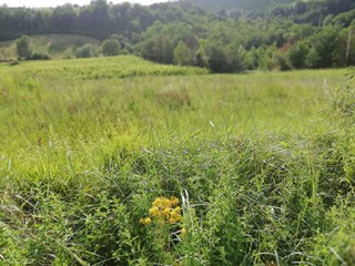 Terreno agricolo in Vendita a Cupramontana, 125'000€, 80000 m²