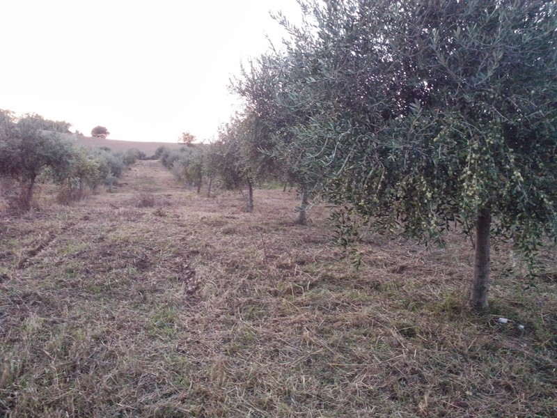 Casale in Vendita a Staffolo, 210'000€, 