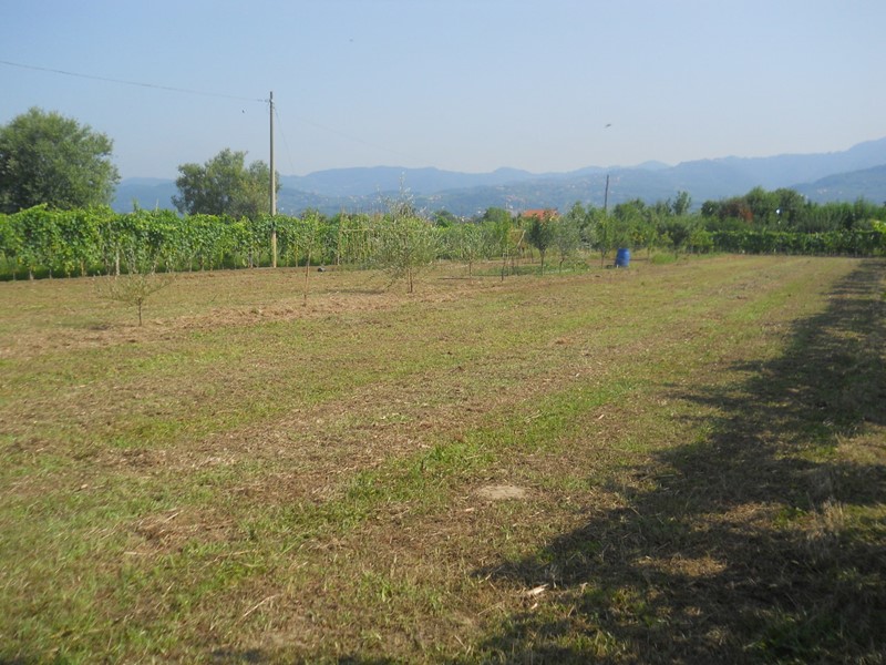 Terreno edificabile in Vendita a Sarzana, 25'000€, 