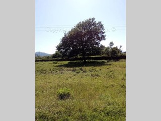 Terreno agricolo in Vendita a Sarzana, 60'000€, 4000 m²