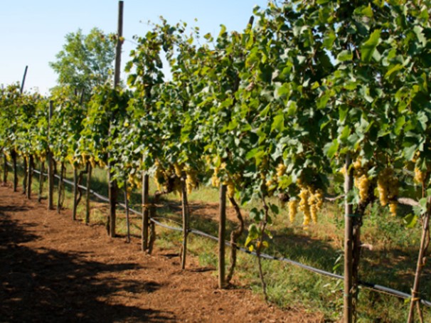 Terreno agricolo in Vendita a Castelnuovo Magra, 20'000€, 1430 m²