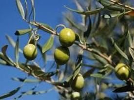 Terreno agricolo in Vendita a Castelnuovo Magra, 32'000€, 1800 m²