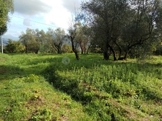 Terreno agricolo in Vendita a Vezzano Ligure, 26'000€, 2600 m²