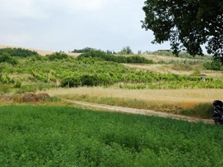 Terreno agricolo in Vendita a Saludecio, zona Monte Del Prete Basso, 34'000€, 7400 m²