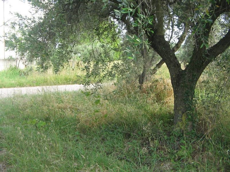 Terreno agricolo in Vendita a Arielli, zona Periferia, 80'000€, 26930 m²