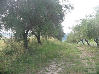 Terreno agricolo in Vendita a Arielli, zona Periferia, 80'000€, 26930 m²
