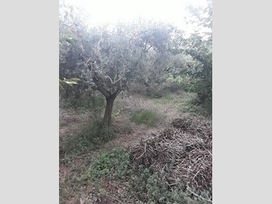 Terreno agricolo in Vendita a Poggiofiorito, zona Semicentro, 50'000€, 1130 m²