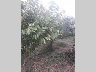 Terreno agricolo in Vendita a Poggiofiorito, zona Semicentro, 50'000€, 1130 m²