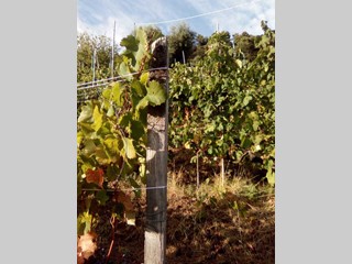 Terreno agricolo in Vendita a Massa, zona Massa Ponente, 15'000€, 800 m²