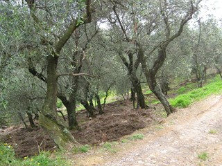 Terreno agricolo in Vendita a Massarosa, zona Polla del Morto, 20'000€, 2700 m²