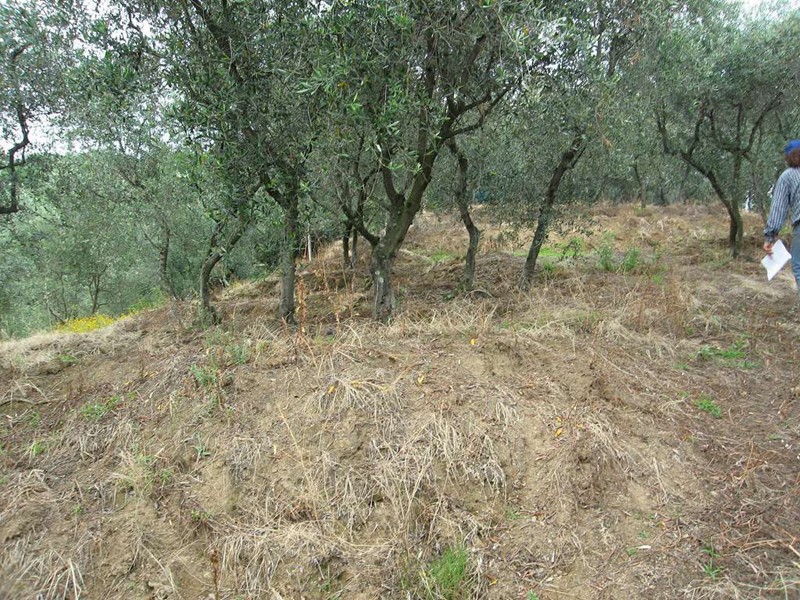 Terreno agricolo in Vendita a Massarosa, zona Polla del Morto, 30'000€, 7000 m²