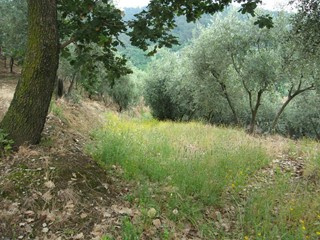 Terreno agricolo in Vendita a Massarosa, zona Polla del Morto, 30'000€, 7000 m²