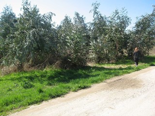 Terreno agricolo in Vendita a Massarosa, zona Piano del quercione, 30'000€, 3000 m²
