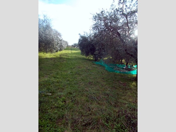 Terreno agricolo in Vendita a Ascoli Piceno, 25'000€, 5515 m²