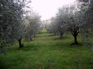 Terreno agricolo in Vendita a Ascoli Piceno, 25'000€, 5515 m²