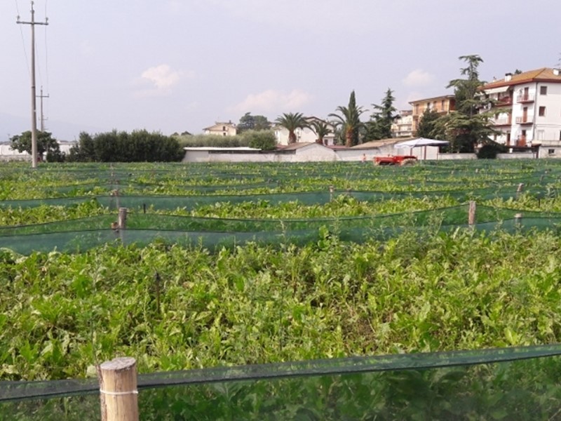 Attività commerciale in Vendita a Monteprandone, 18000 m²