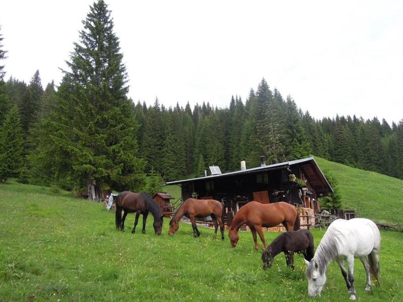 Rustico in Affitto a Belluno, zona Valvisdende , 350€, 45 m²