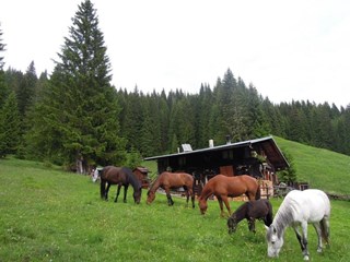 Rustico in Affitto a Belluno, zona Valvisdende , 350€, 45 m²