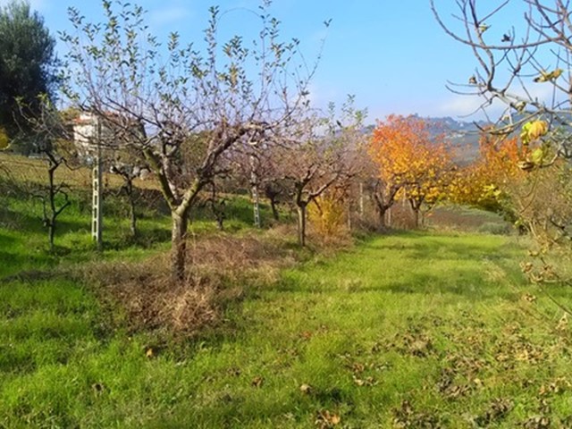 Terreno agricolo in Vendita a Monteprandone, zona Centobuchi, 60'000€, 8500 m²