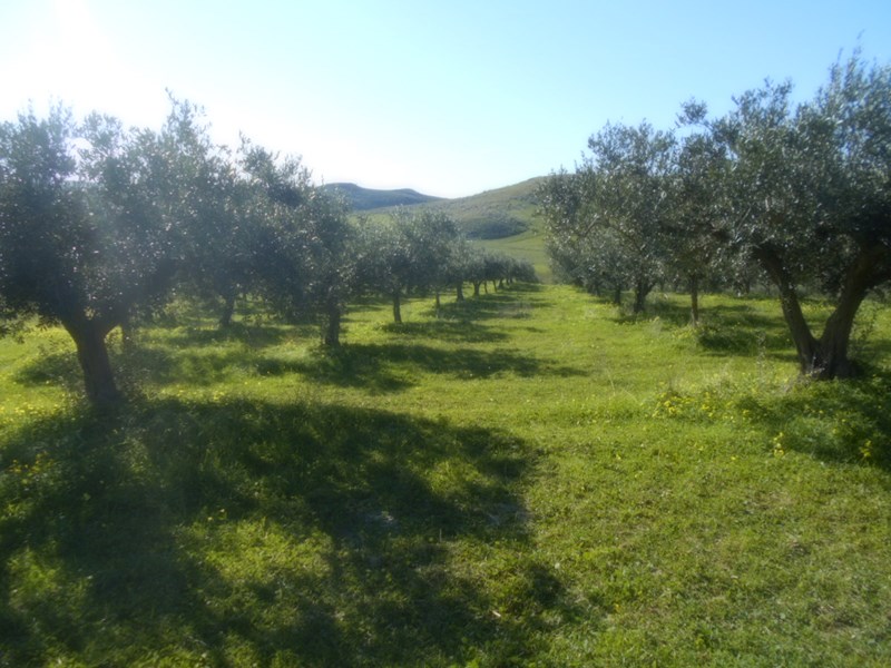 Terreno agricolo in Vendita a Castelvetrano, zona Fartaso, 37'000&euro;, 31000 m²