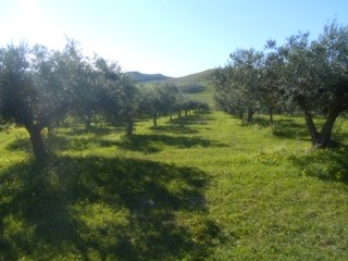 Terreno agricolo in Vendita a Castelvetrano, zona Fartaso, 37'000&euro;, 31000 m²