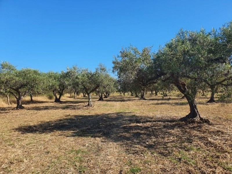 Terreno agricolo in Vendita a Castelvetrano, zona Marinella di Selinunte, 19'500&euro;, 11330 m²