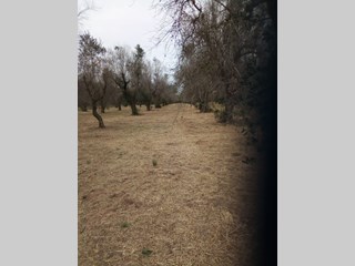 Terreno agricolo in Vendita a Ugento, 12'000€, 5590 m²