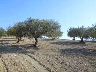 Terreno agricolo in Vendita a Castelvetrano, zona Fartaso, 17'000&euro;, 6900 m²