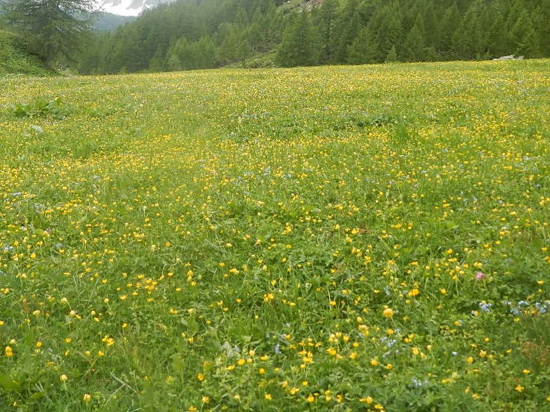 Terreno agricolo in Vendita a Salò, zona Via Mulini, 51'610€, 84280 m²