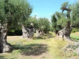 Terreno agricolo in Vendita a Sarzana, 10000 m²