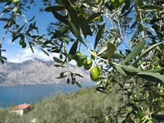 Terreno agricolo in Vendita a Sarzana, 10000 m²