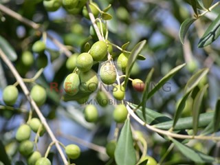 Terreno agricolo in Vendita a Martina Franca, 44'000€, 