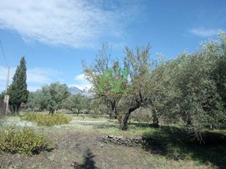 Terreno edificabile in Vendita a Pedara, zona Contrada Ombra, 280'000€, 7000 m²