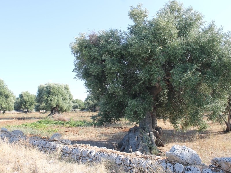 Terreno industriale in Vendita a Monopoli, zona Industriale, 600'000€, 28836 m²