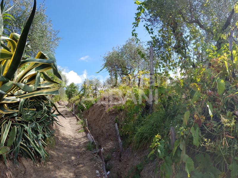 Terreno agricolo in Vendita a Arcola, zona Masignano, 19'000€, 4050 m²