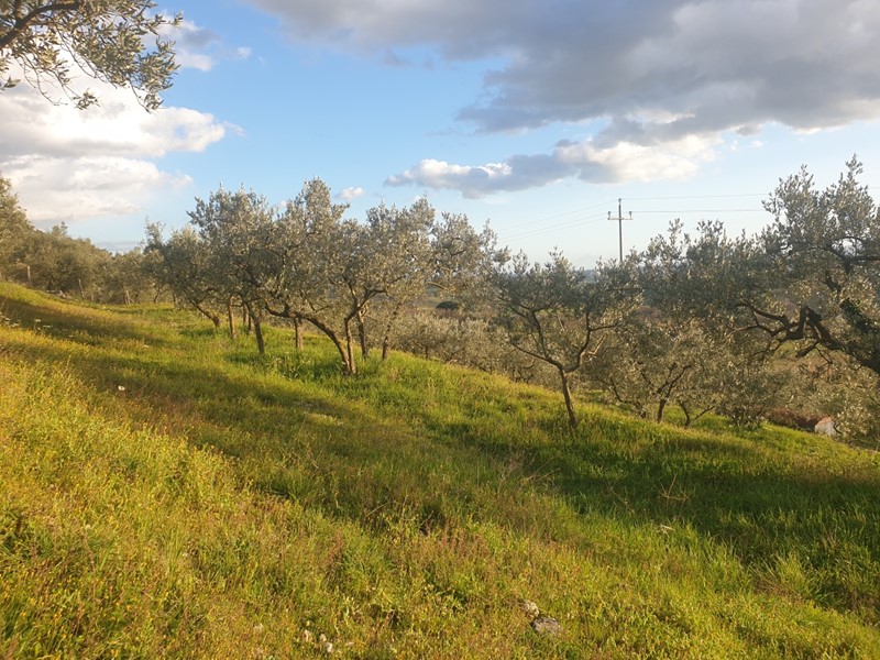 Terreno agricolo in Vendita a Lugnano in Teverina, 12'000€, 4500 m²