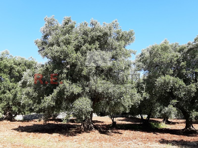 Terreno agricolo in Vendita a Ostuni, 79'000€, 70 m²