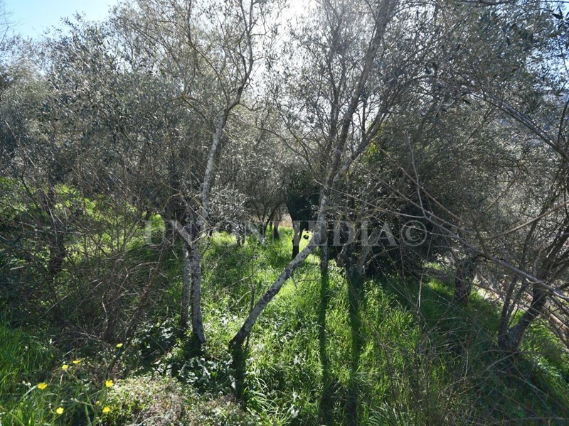 Terreno edificabile in Vendita a Luni, 145'000€, 1300 m²