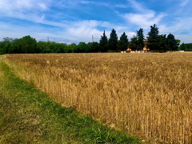 Terreno agricolo in Vendita a Jesi, zona ZONA 3A, 38000 m²